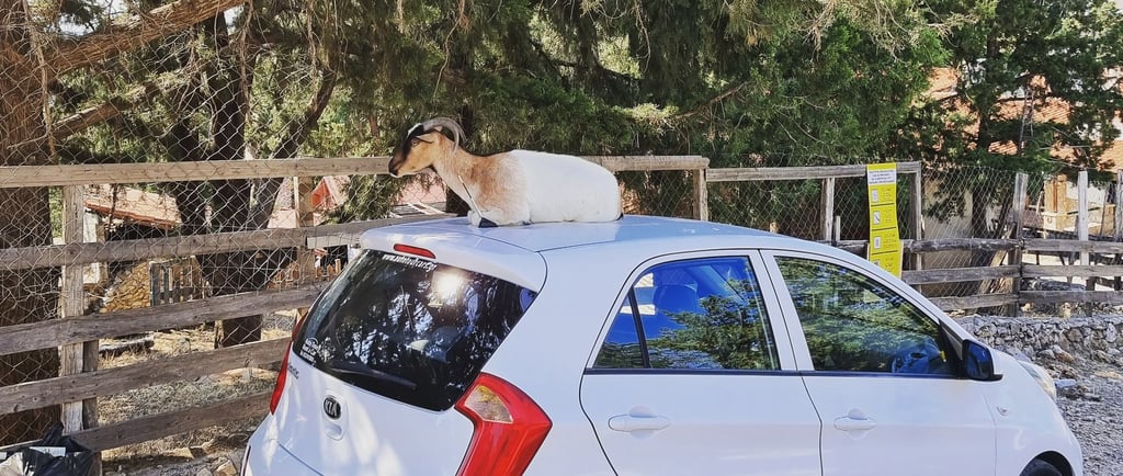 a goat is sitting on top of the car in tsambika rhodes
