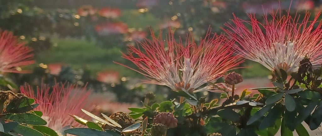 Bobinsana Master Plant