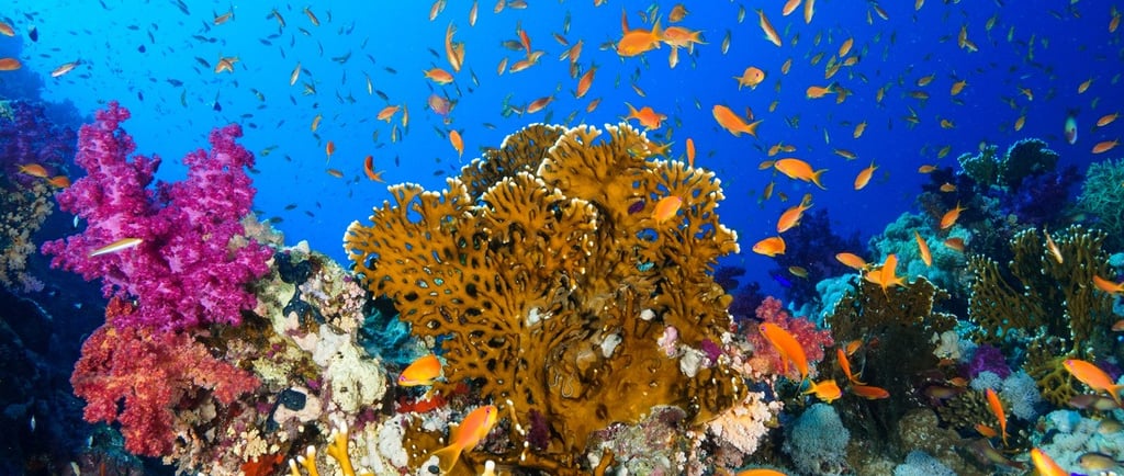 coraux bateau guadeloupe