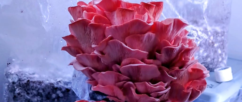 Pink oyster mushrooms fruiting from a beginner mushroom grow kit block