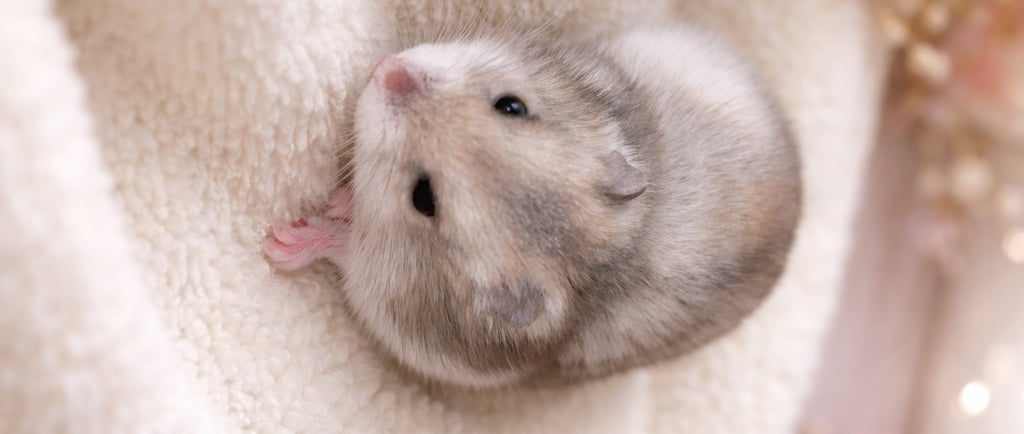 Close-up of a gray and white dwarf hamster sitting on a plush cream blanket with a soft blurred back