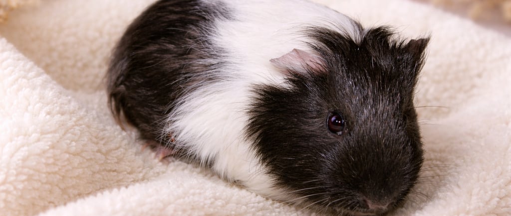 hnedobiele morské prasa na béžovej deke