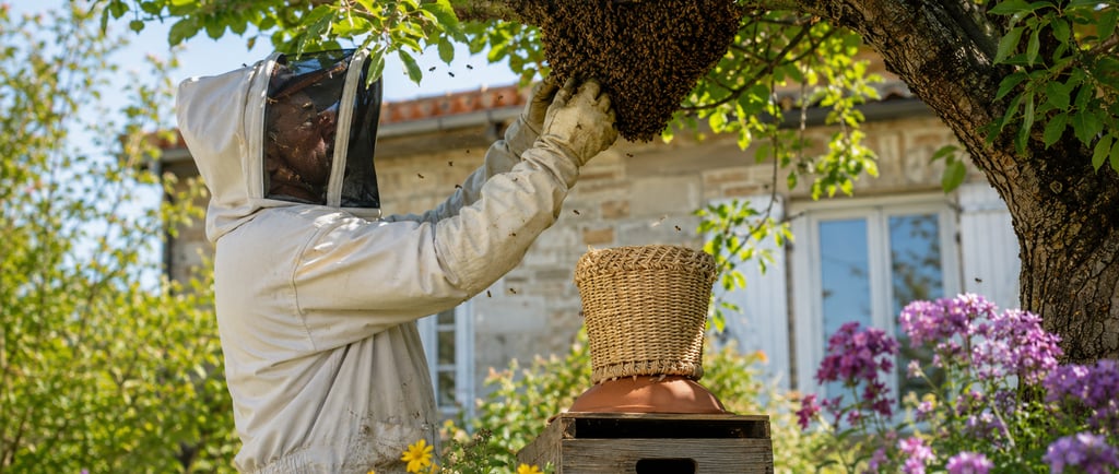 abeilles