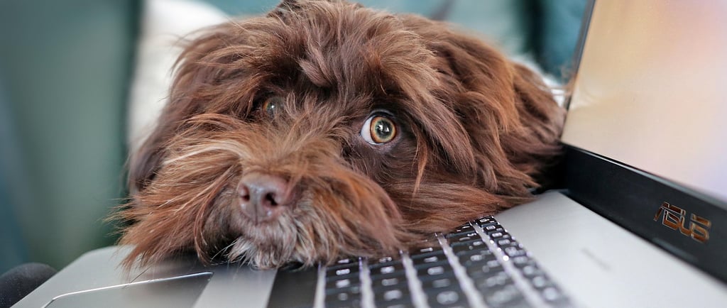 marka osobista w 2026 - jak budować mocną markę osobistą w internecie