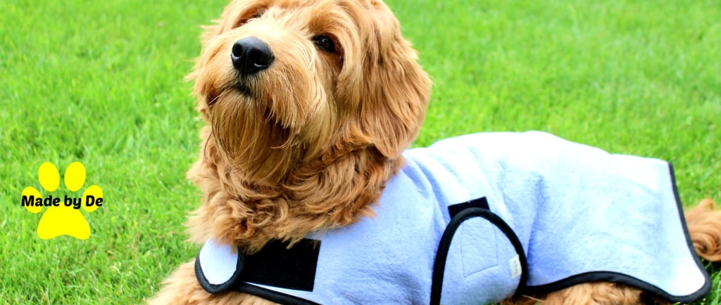 Fluffy brown dog wearing a cool coat, lying in the grass