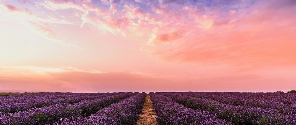 Lavender fields of Provence visited during a private day tour