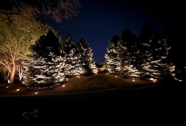Professional landscape lighting illuminating evergreen trees and a front yard lawn at night.