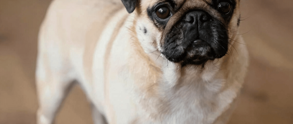 A happy bulldog sits in a stroller, panting