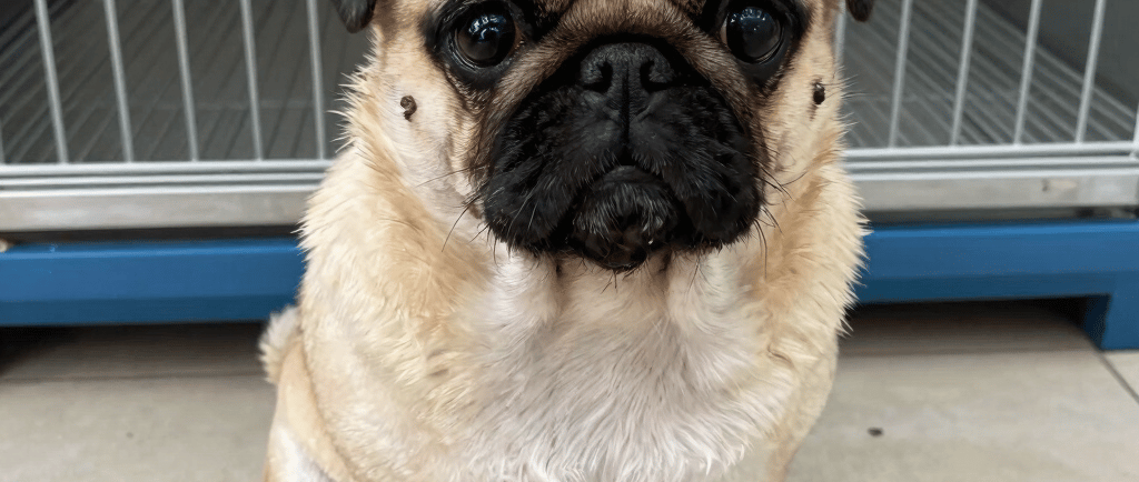 fawn pug on green grass field during daytime