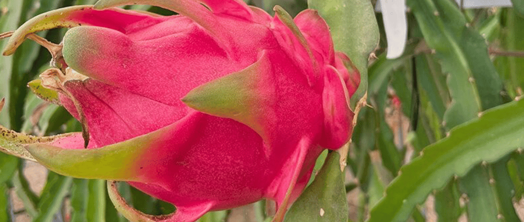 Arranca el Grupo Operativo Pitamed