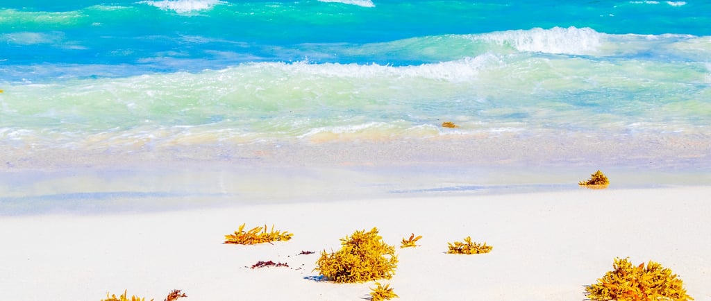 a dominican beach with a bunch of seaweed on the shore