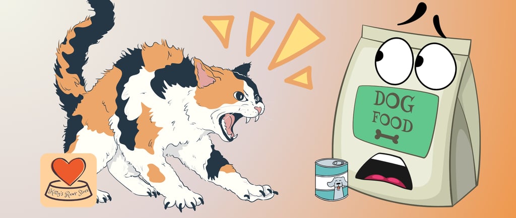 angry cat being fed dog food