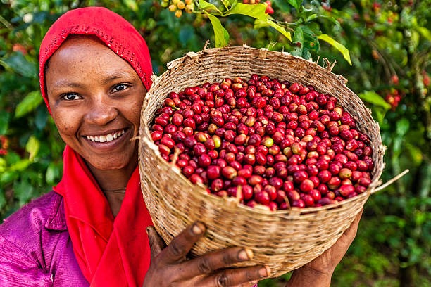 Cofee hand picking