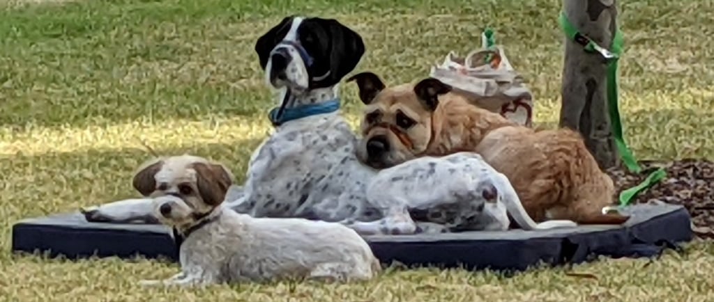 Dogs on bed place command cuddling