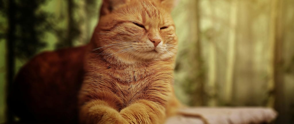 koty-pytania-odpowiedzi-felv-fiv-fip