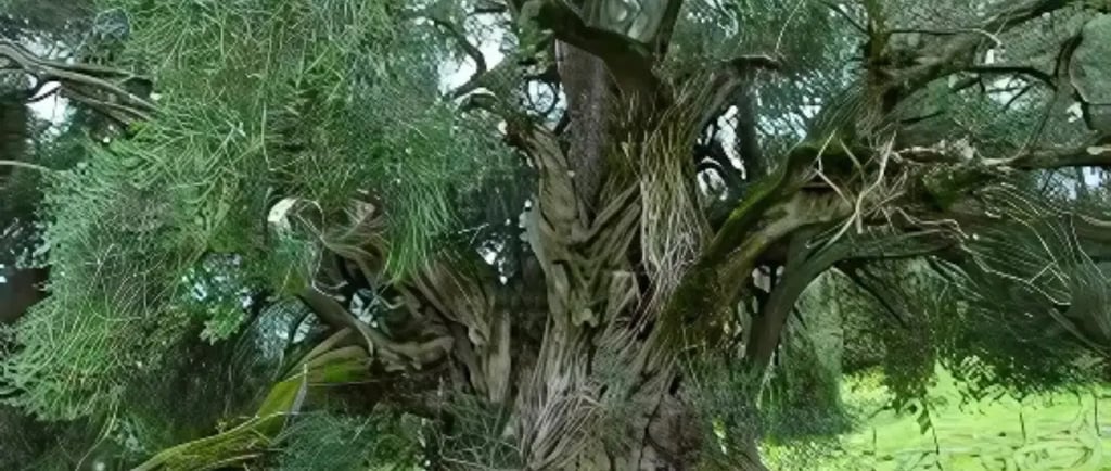 a large tree with a large tree in the background, oldest olive tree in Luras, Sardinia