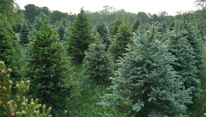 Scientists Discover Hidden Gold Inside Spruce Tree Needles in Finland