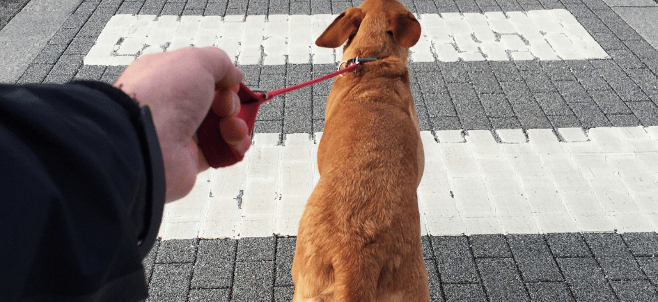 Hund zieht an der Leine – gestresster Hundehalter beim Spaziergang mit stark ziehendem Hund