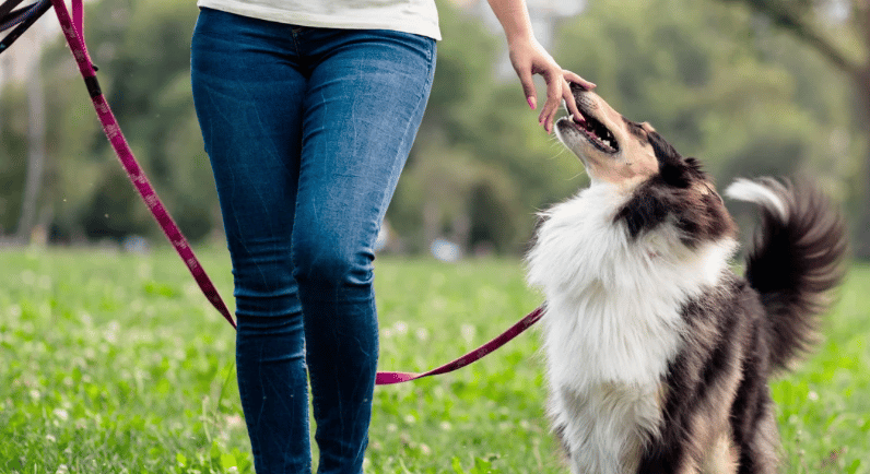 Hund zieht trotz Training