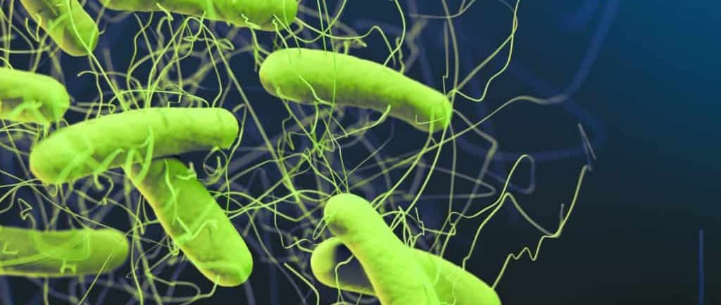 a group of green and yellow bacterias