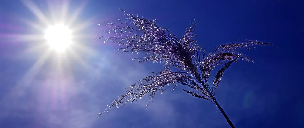 Rayon de soleil intense dans un ciel bleu profond avec une herbe haute en contre-jour