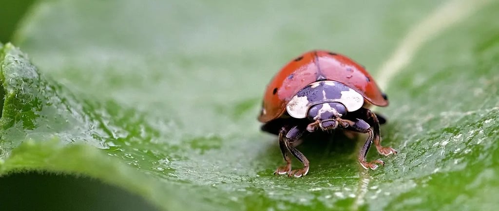 Coccinelle sur une feuille verte, un insecte utile au jardin pour lutter contre les pucerons