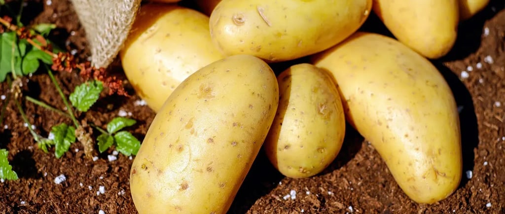 Pommes de terre fraîchement récoltées, partiellement sorties d’un sac en toile de jute