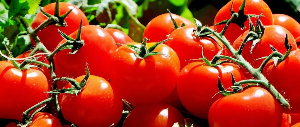 Grappe de tomates cocktail bien mûres, rouges et brillantes, prêtes à être récoltées