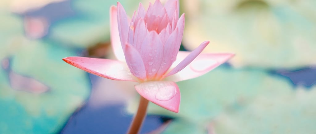 a pink flower in a pond, Does he love me or not?