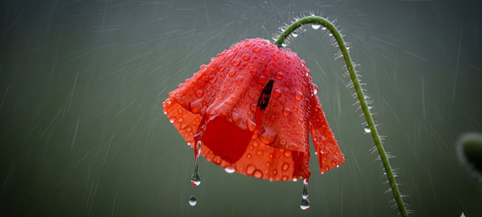 a red poppy flower with water droplets on it