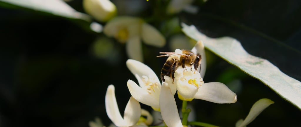 abeille dans une fleur d oranger du jardin, restaurant rustique et raffiné vescovato, haute corse