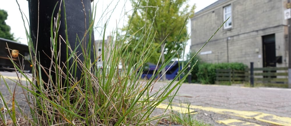 Weeds at Western Corner, Edinburgh, June 2024 (c) H Ross