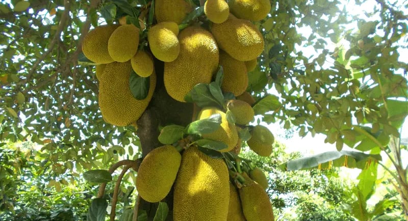 Buy Uganda Jackfruits Directly For Exporters & Suppliers at The Best Market Prices