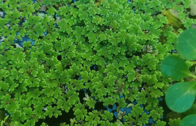 Azolla - a plant with green leaves and blue water