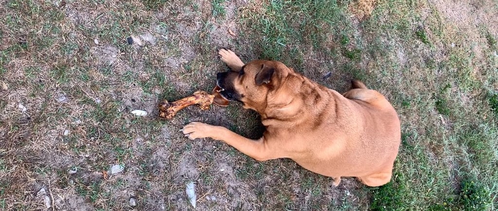 A large brown dog lying on the grass outdoors chewing on a natural marrow bone treat.