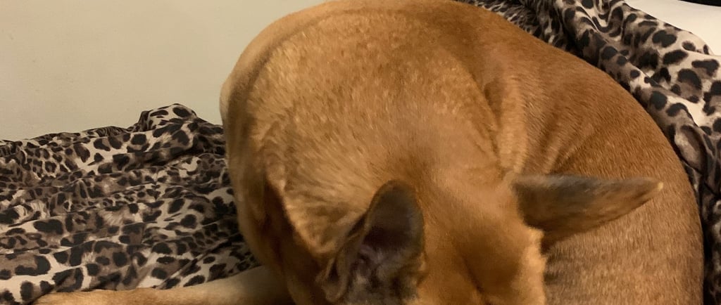 Brown dog licking tail