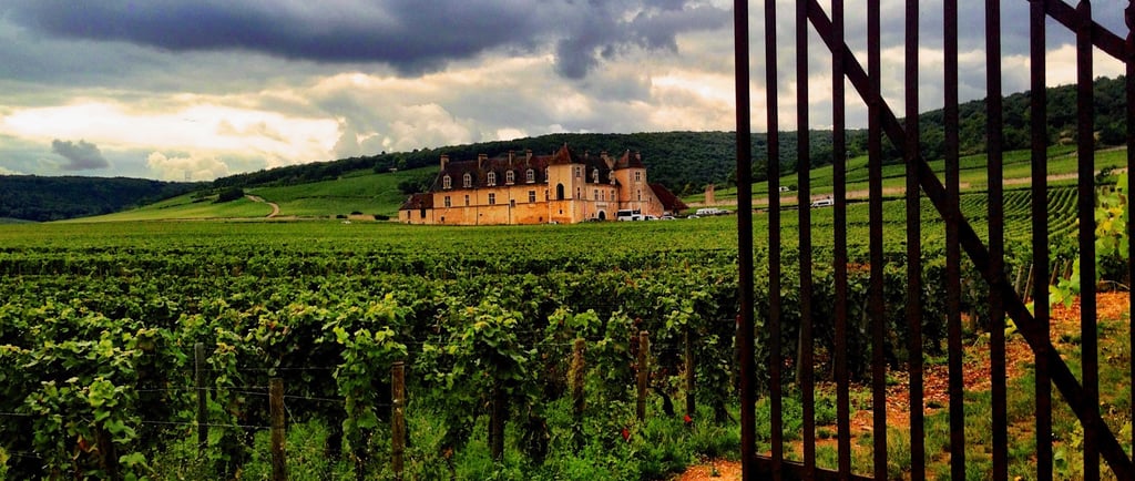 Vinhedo na região da Borgonha, França, com um Château ao fundo