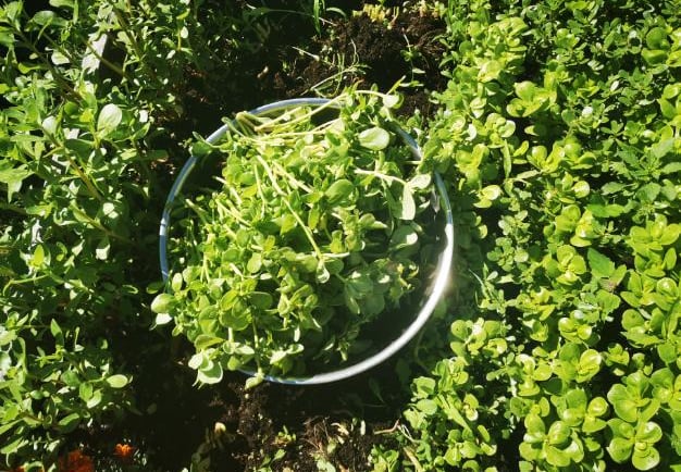 golden purslane in the garden 