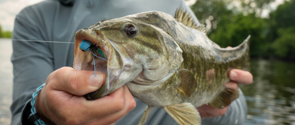 Small Mouth Fly Fishing in Tennessee 