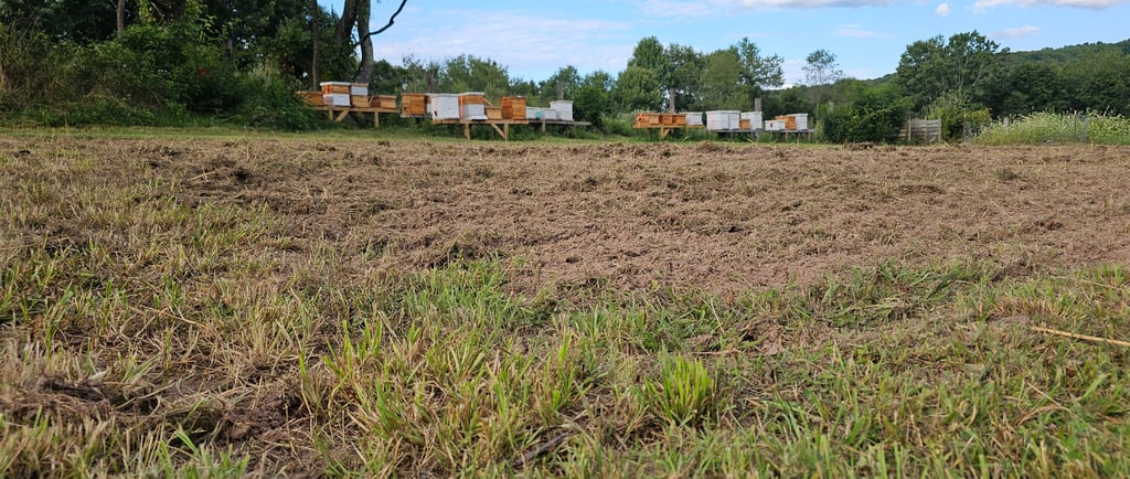 Buckwheat field with beehives