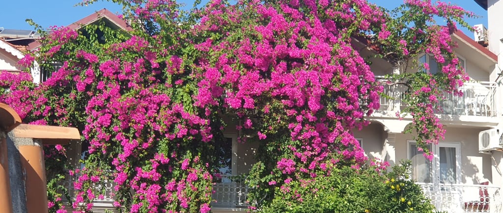 a large pink bougainvillea tree in front of a building in Dalyan