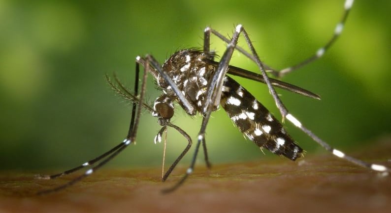 MOSQUITO DA DENGUE AEDES