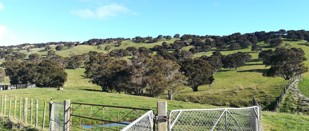 Pastoral hill country in New Zealand