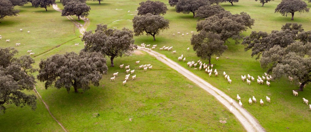 Silvopastoral system, pasture landscape planted with trees and livestock.