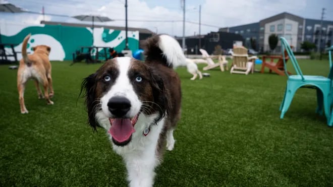 Dog park in Nashville with dogs playing and owners enjoying, reflecting the city's pet-friendly vibe.