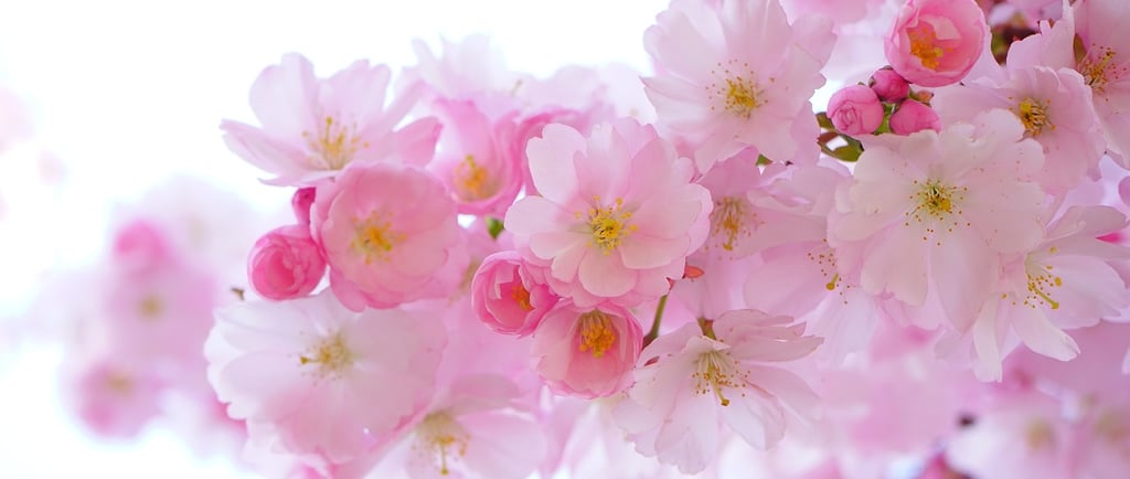 fleurs roses calme sophrologie bienfaits