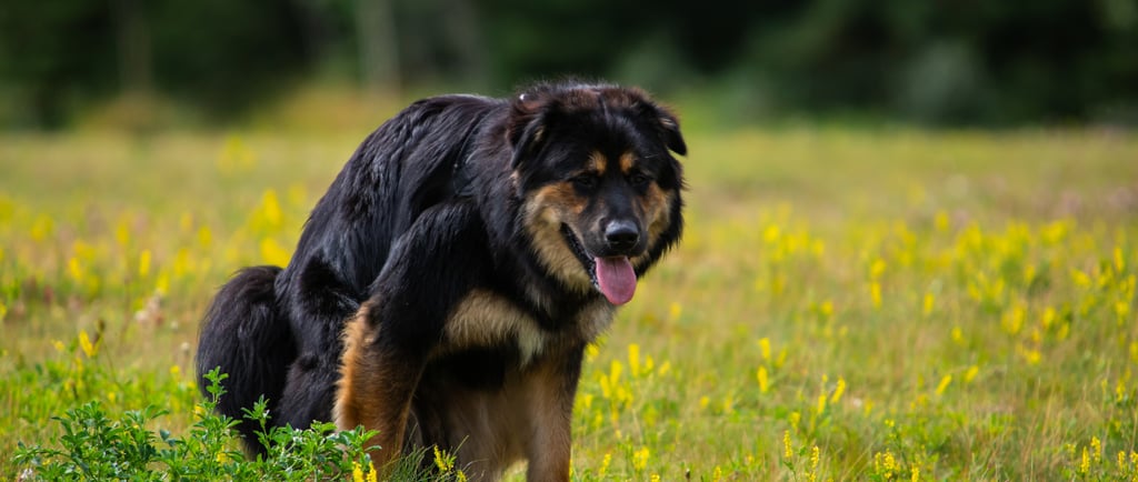 ernährungsberatung-für-hunde-soltau