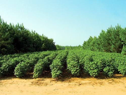 Unlocking the Potential of Agroforestry in India: A Comprehensive Analysis