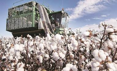 Cotton Prices Surge as USDA Lowers India's Production Forecast to 30.72 Million Bales