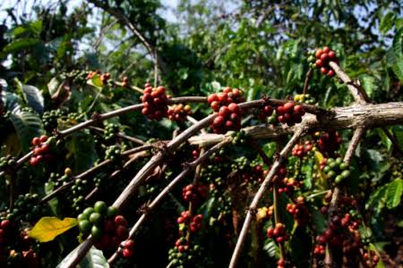 The Soaring Demand for Indian Coffee: Exports Surge by 55% in FY25